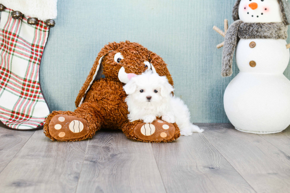 Playful Maltese Baby