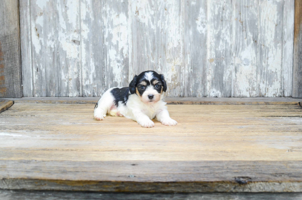 Cavachon Puppy for Adoption