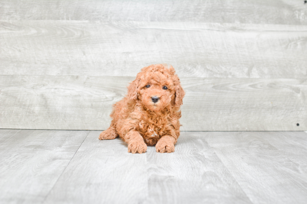 Best Mini Goldendoodle Baby