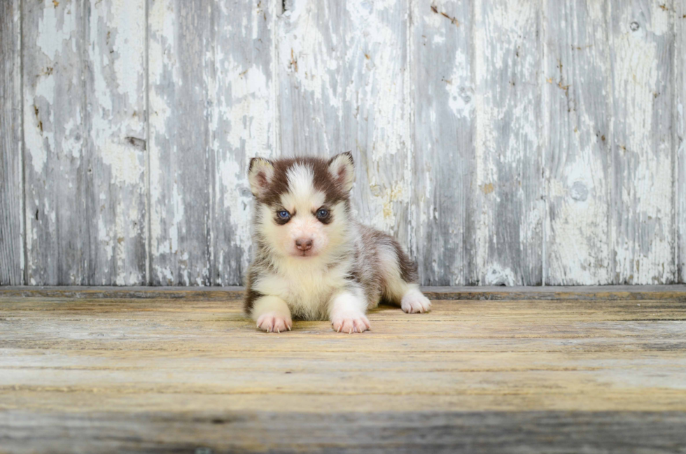 Best Pomsky Baby