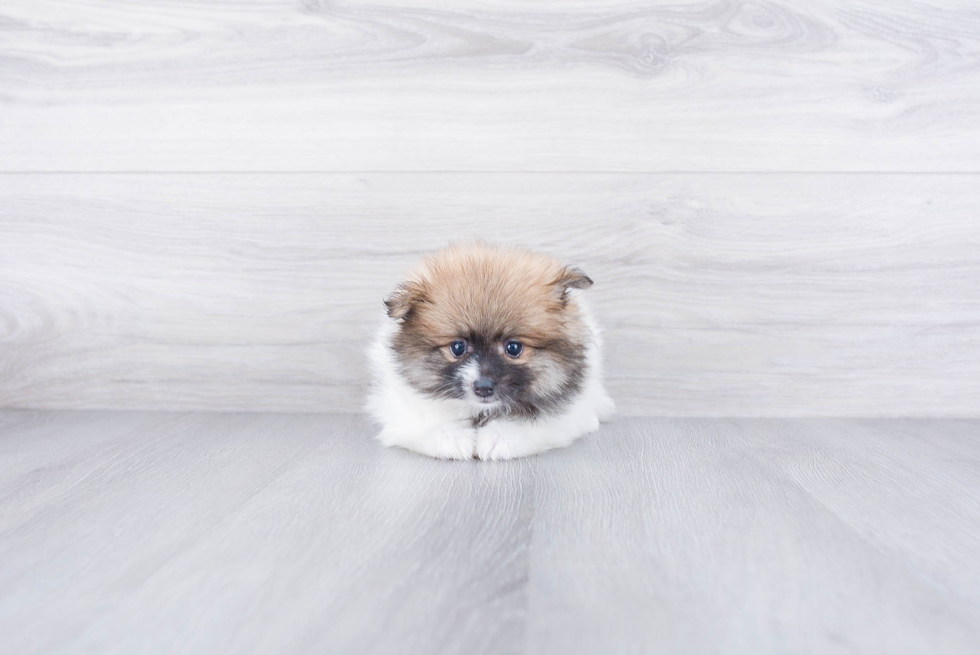 Small Pomeranian Purebred Pup