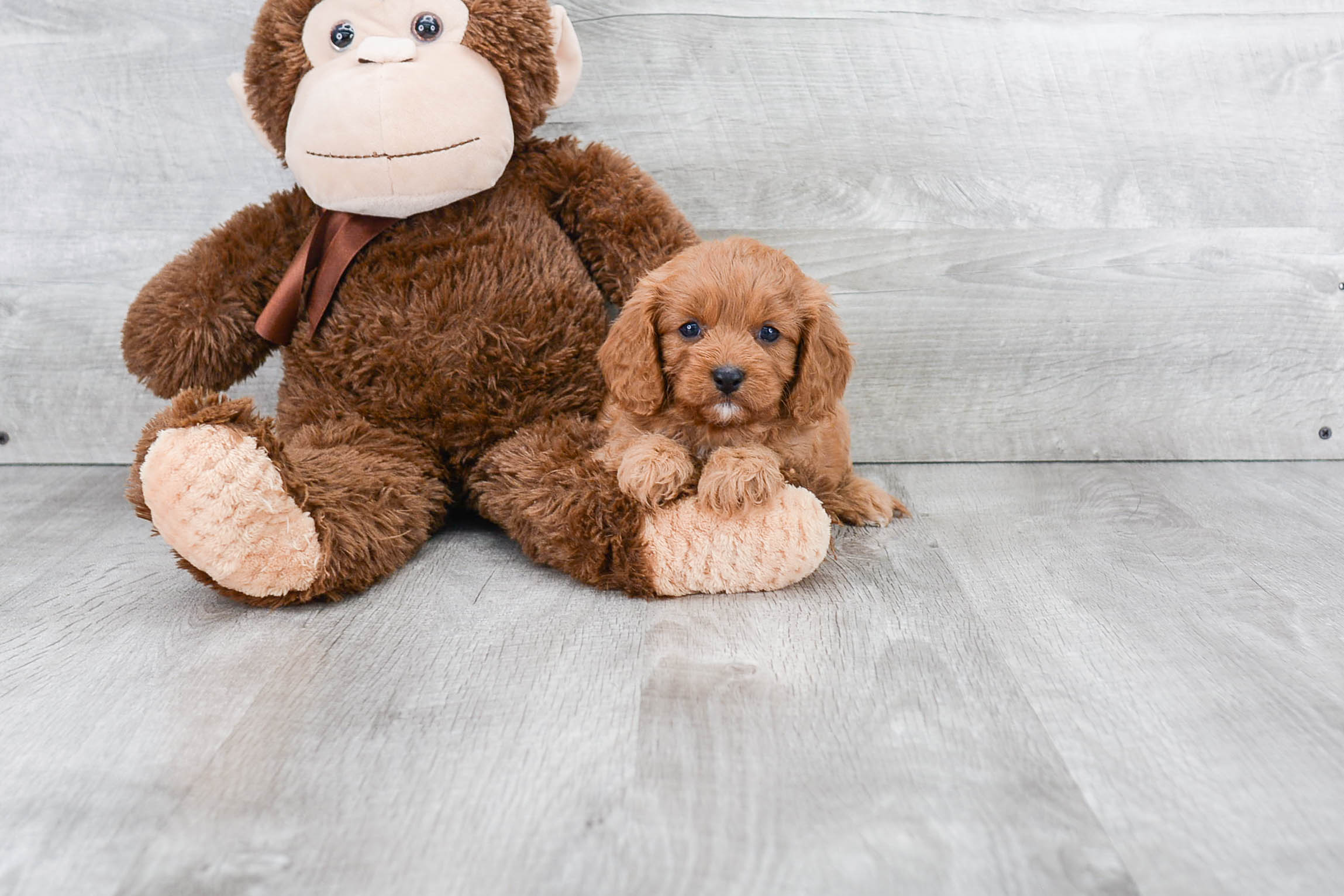 Cavapoo Puppy for Adoption