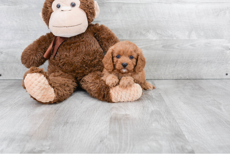 Cavapoo Puppy for Adoption