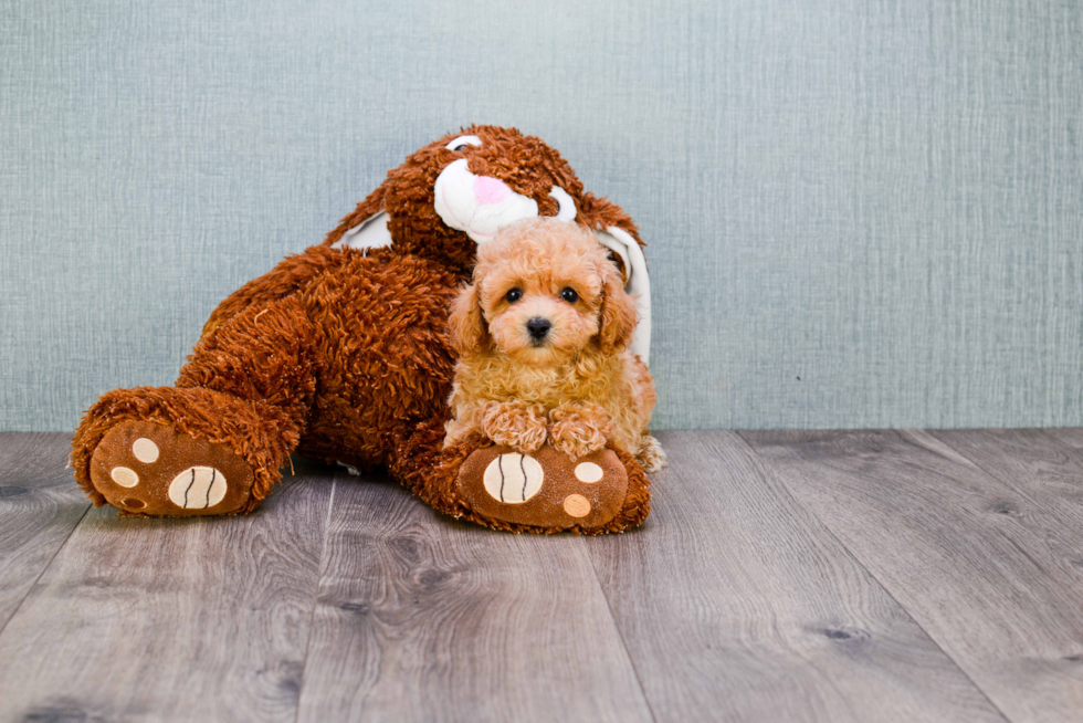 Poodle Pup Being Cute