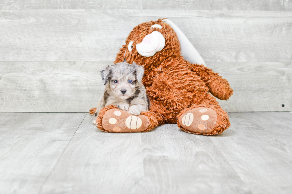 Mini Aussiedoodle Puppy for Adoption