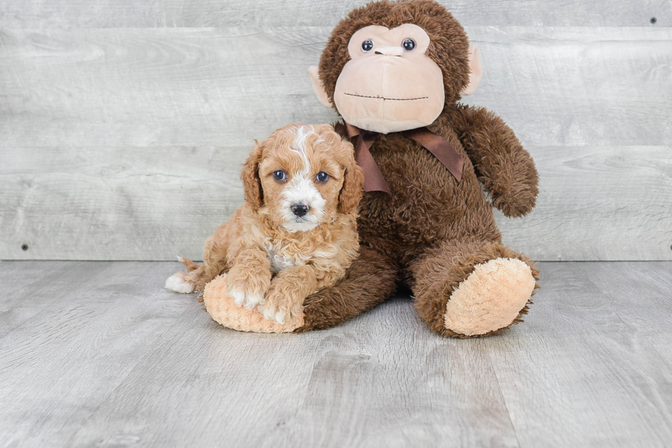 Energetic Cavoodle Poodle Mix Puppy