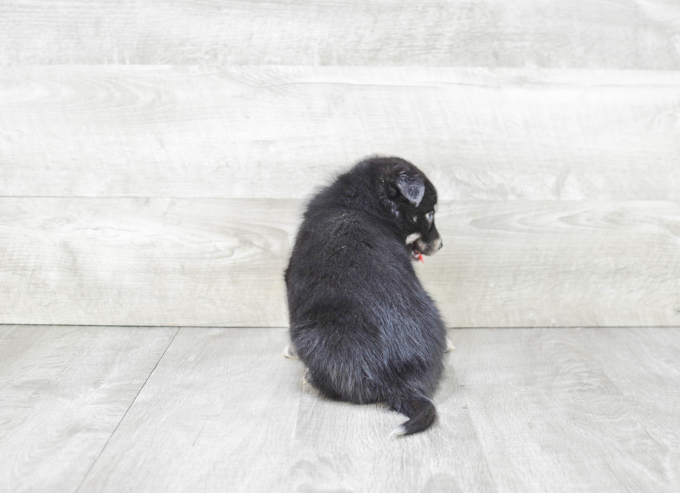 Petite Pomsky Designer Pup