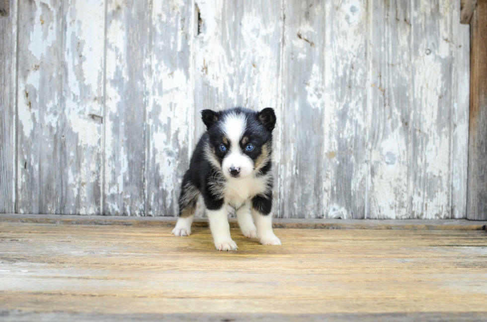 Pomsky Puppy for Adoption