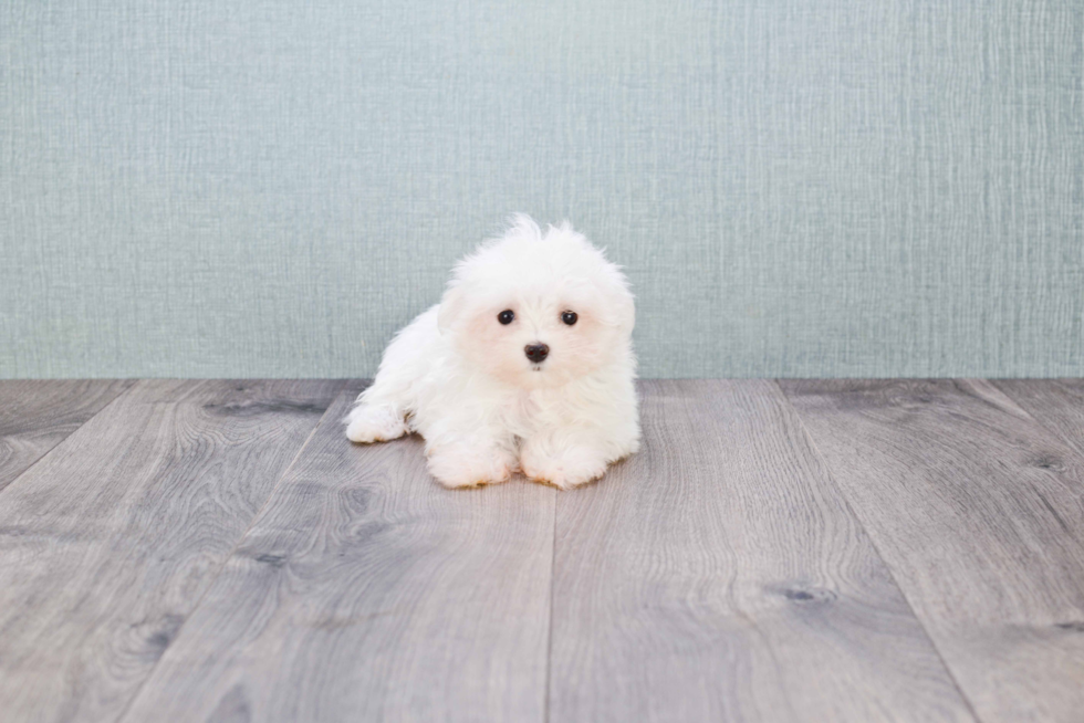 Maltese Pup Being Cute