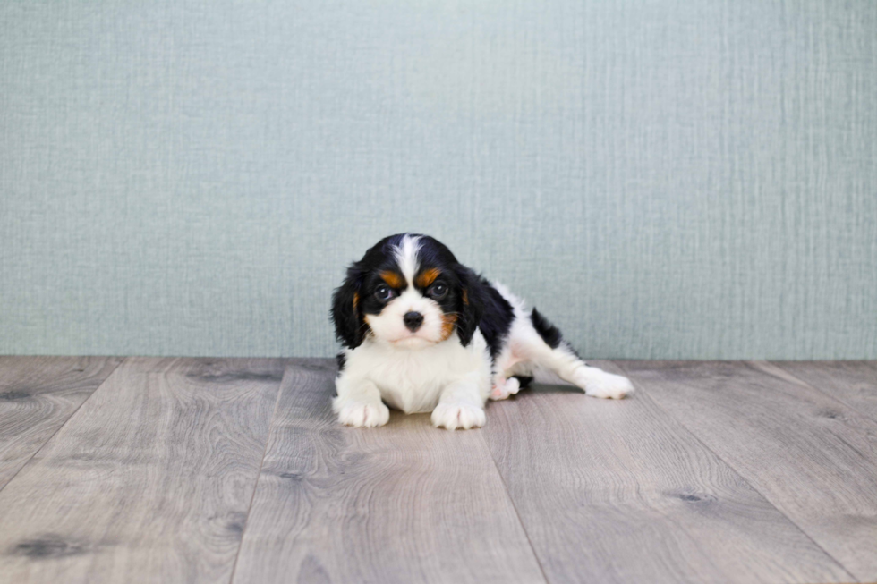 Cavalier King Charles Spaniel Pup Being Cute