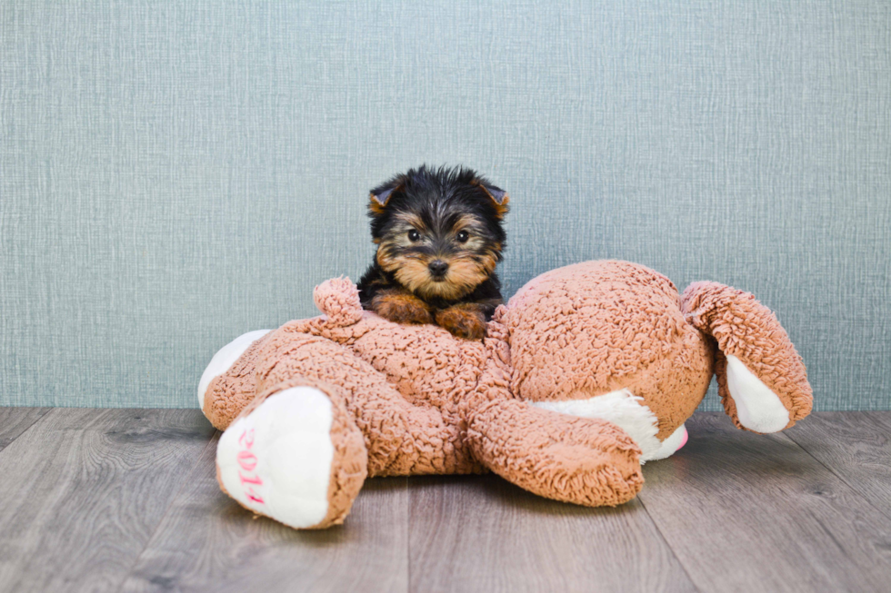 Meet Beckham - our Yorkshire Terrier Puppy Photo 