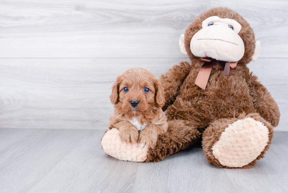 Cavapoo Puppy for Adoption