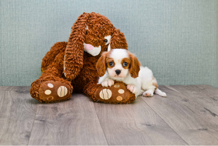 Best Cavalier King Charles Spaniel Baby