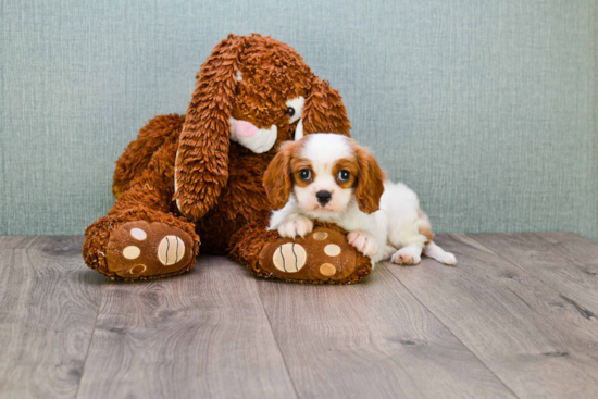 Best Cavalier King Charles Spaniel Baby