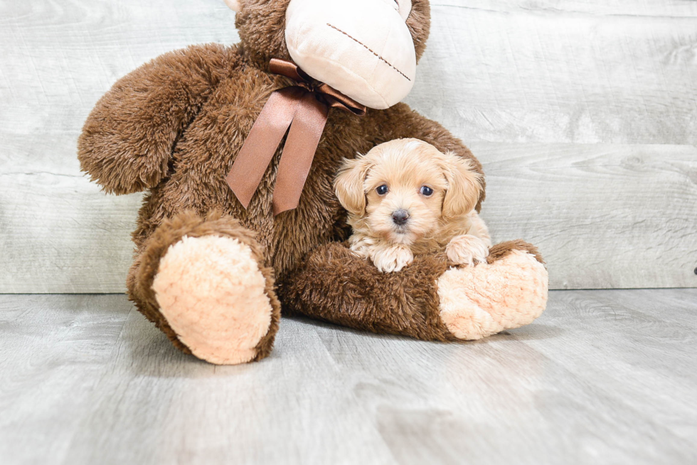 Fluffy Maltipoo Poodle Mix Pup