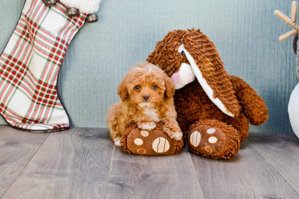 Poodle Pup Being Cute