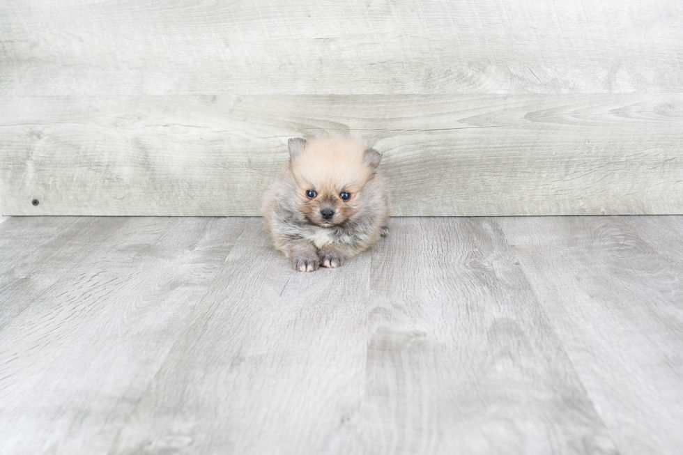 Hypoallergenic Pomeranian Purebred Pup