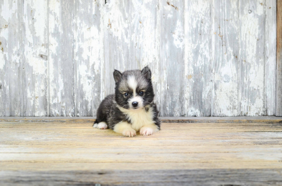 Pomsky Pup Being Cute