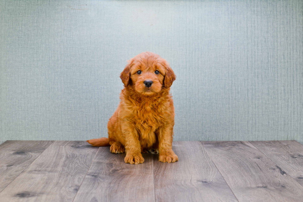 Best Mini Goldendoodle Baby