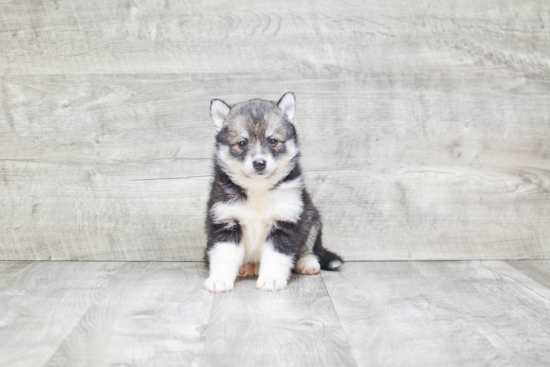 Small Pomsky Baby