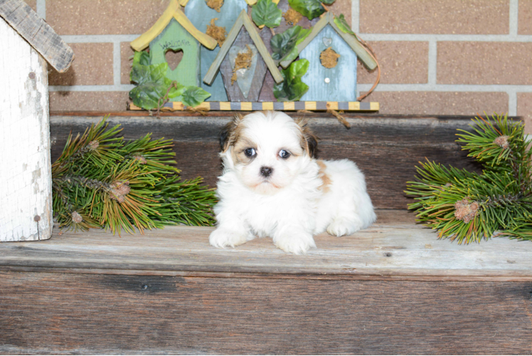 Best Havanese Baby