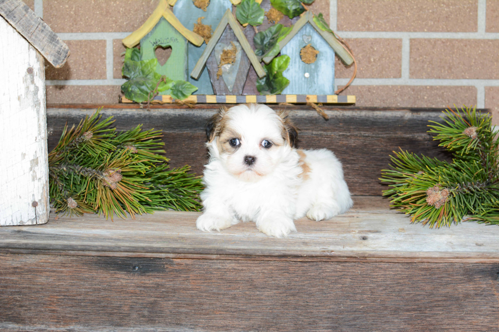 Best Havanese Baby