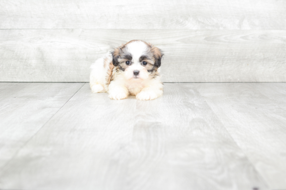 Teddy Bear Pup Being Cute