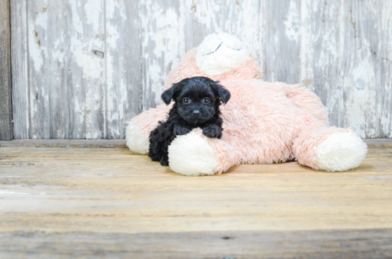 Yorkie Poo Puppy for Adoption