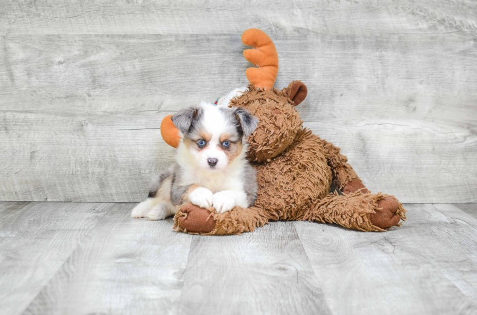 Cute Mini Aussiedoodle Baby