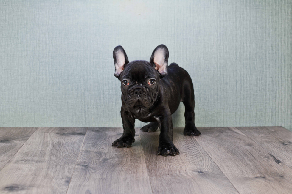 French Bulldog Pup Being Cute