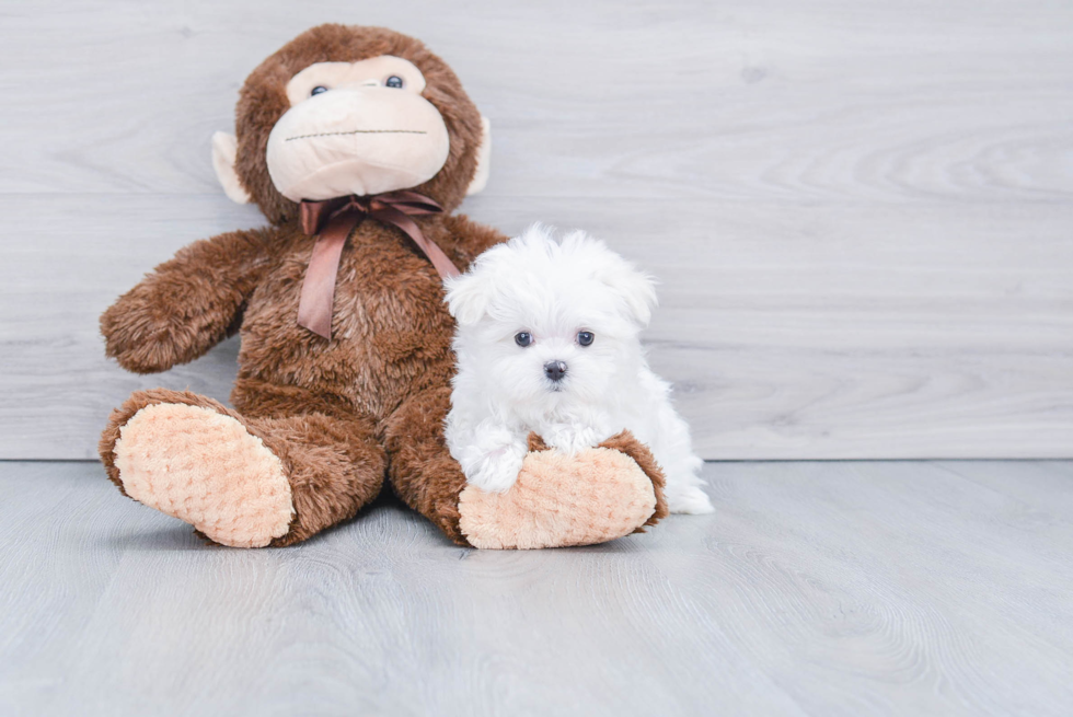 Happy Maltese Purebred Puppy