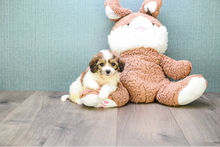 Fluffy Cavachon Designer Pup