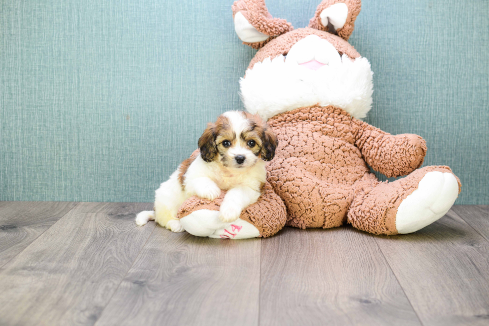 Fluffy Cavachon Designer Pup