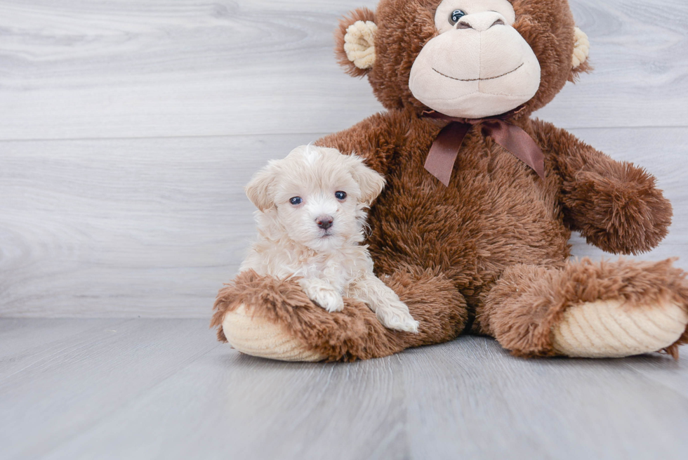 Popular Maltipoo Poodle Mix Pup