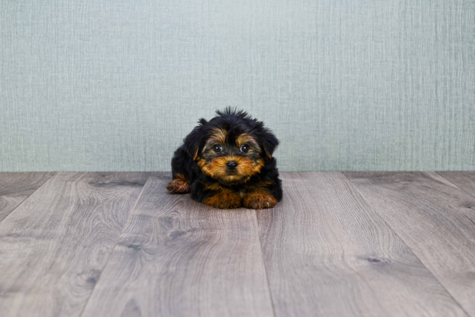 Meet Beckham - our Yorkshire Terrier Puppy Photo 