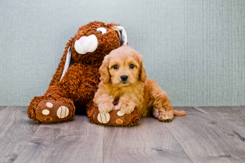 Funny Mini Goldendoodle Poodle Mix Pup