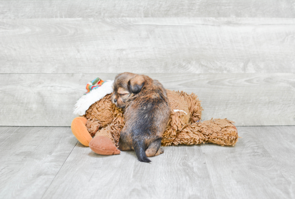 Shorkie Pup Being Cute