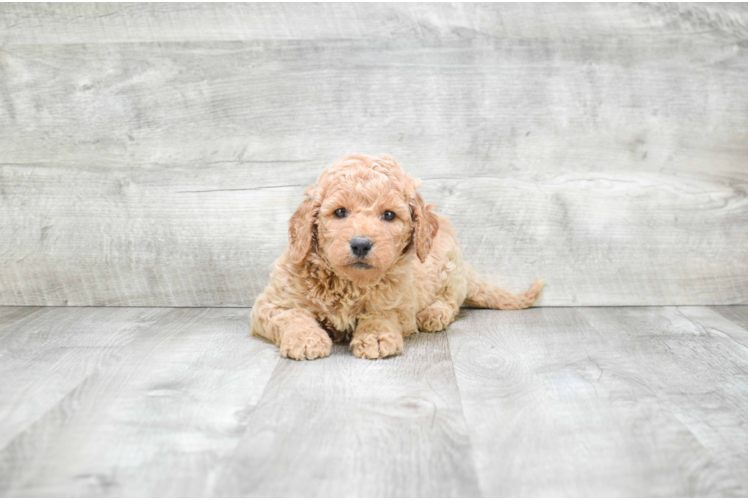 Mini Goldendoodle Puppy for Adoption