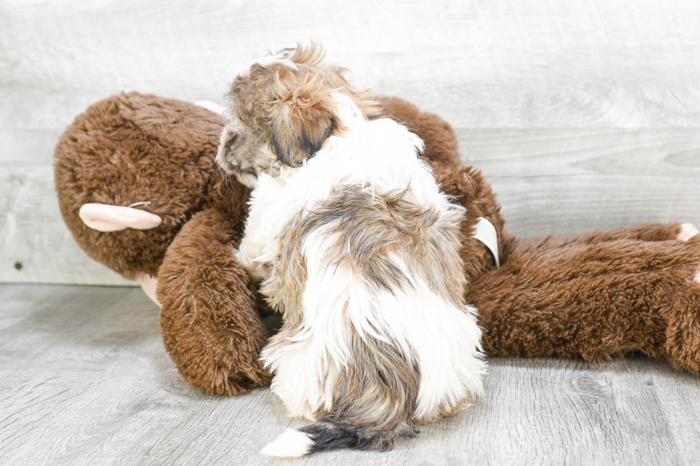 Hypoallergenic Havanese Baby