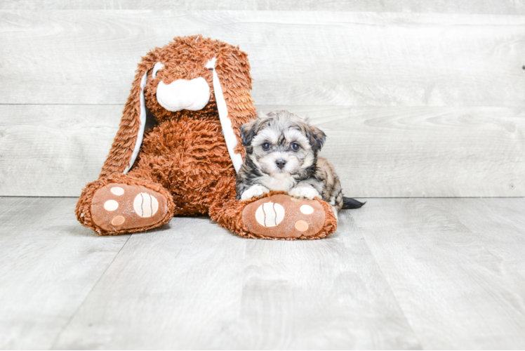 Energetic Maltepoo Poodle Mix Puppy