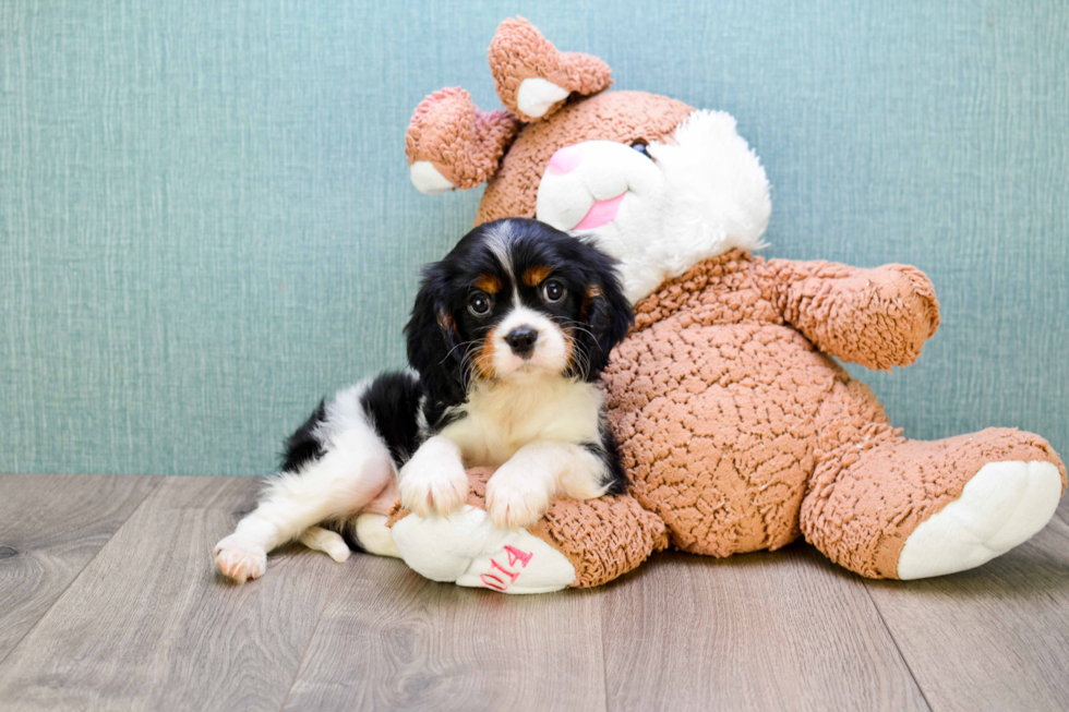 Best Cavalier King Charles Spaniel Baby