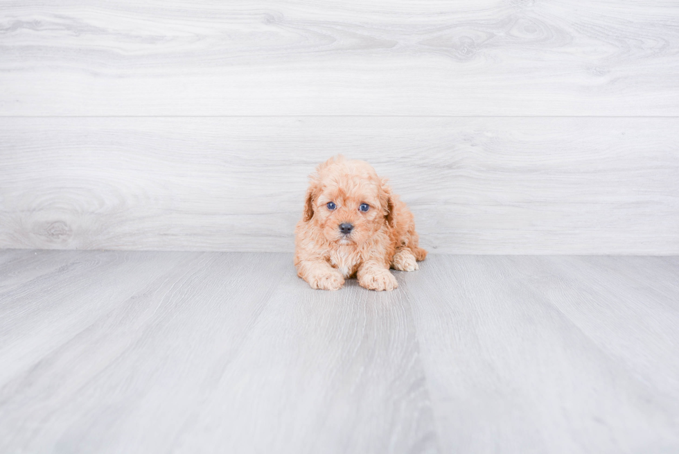 Happy Cavapoo Baby