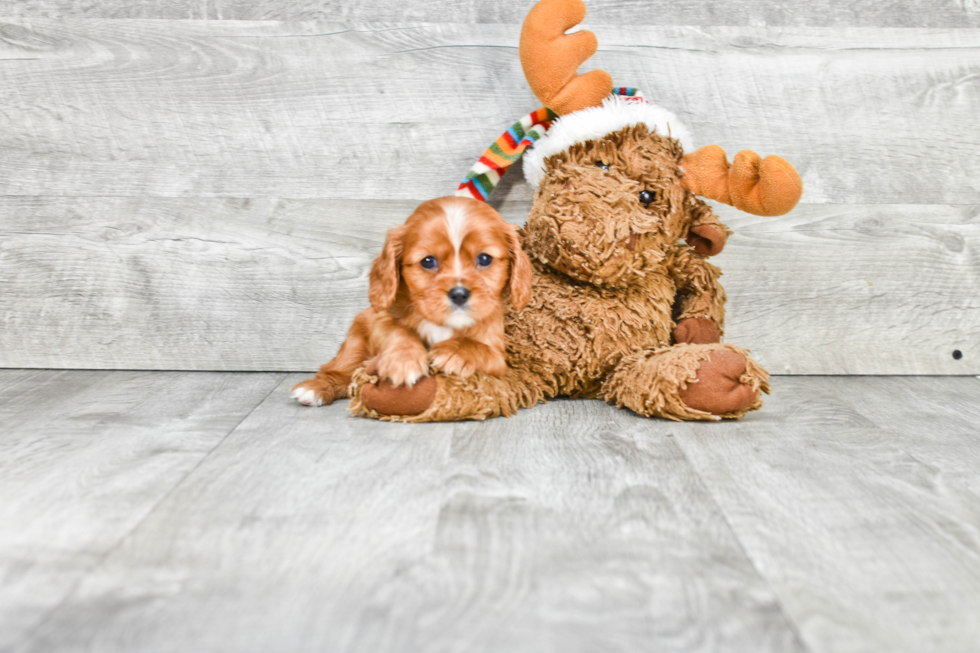 Hypoallergenic Cavalier King Charles Spaniel Baby