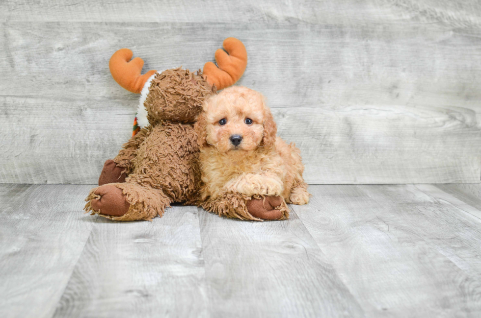 Small Cavapoo Baby