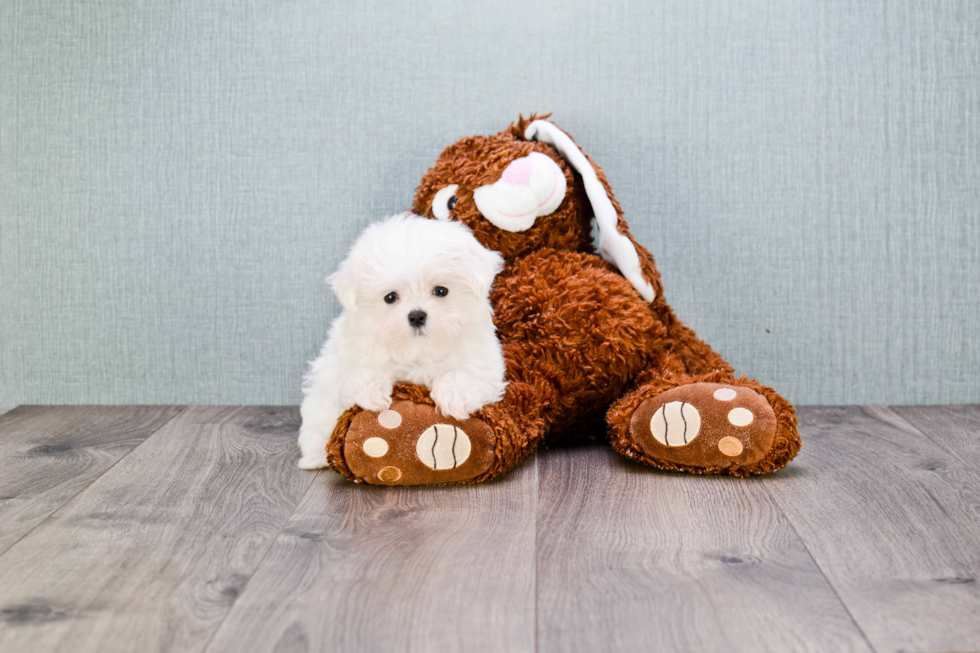 Maltese Pup Being Cute