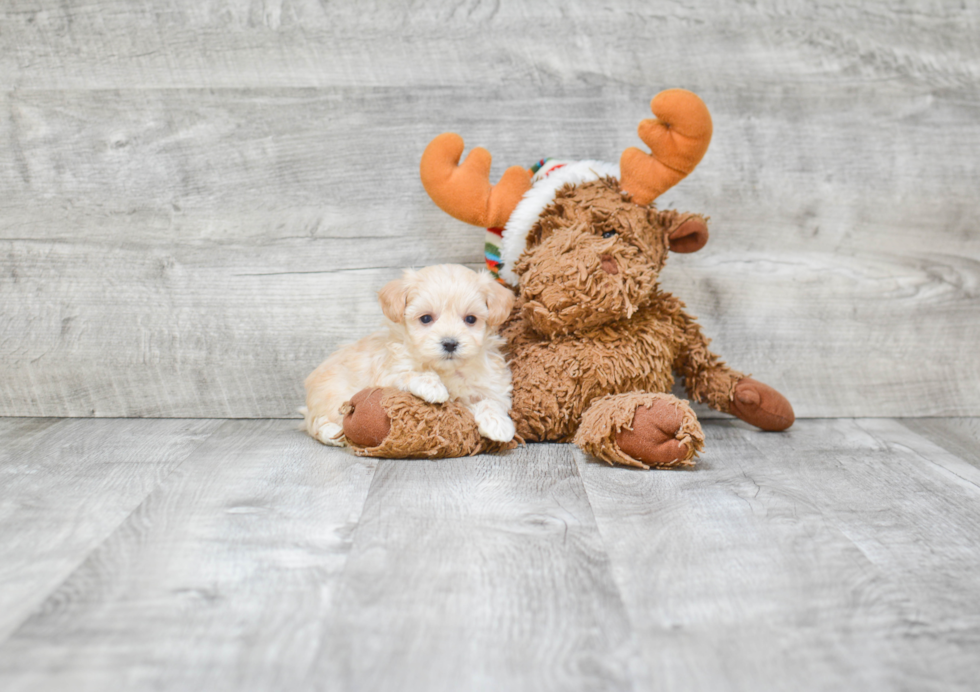 Small Maltipoo Baby