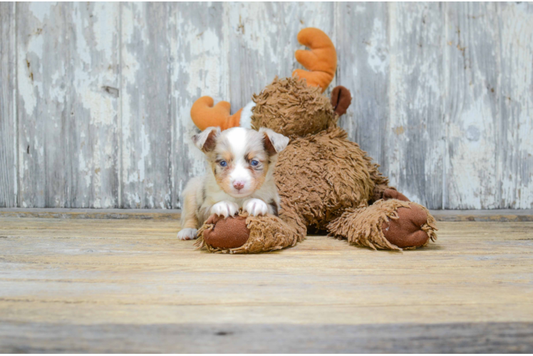 Hypoallergenic Aussiepoo Poodle Mix Puppy