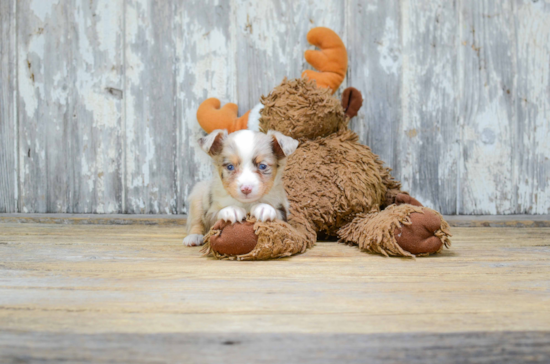 Hypoallergenic Aussiepoo Poodle Mix Puppy