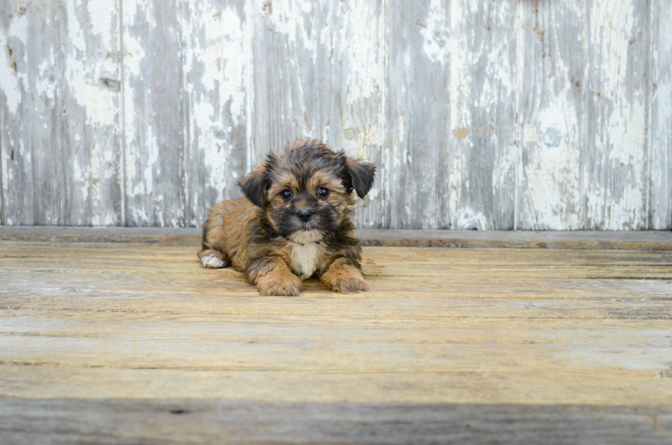 Small Shorkie Baby