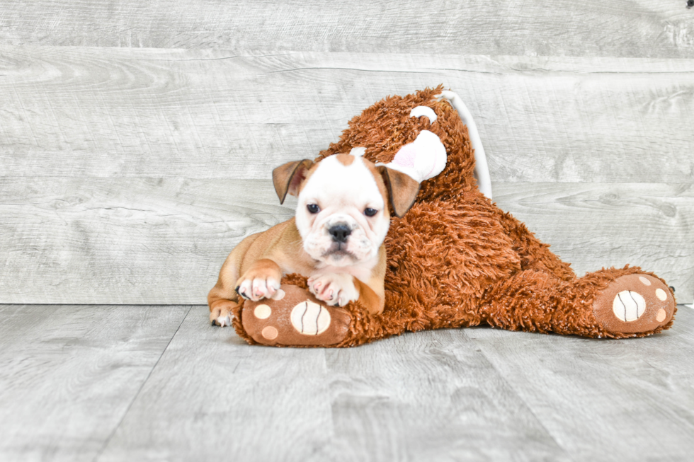 Cute English Bulldog Mix Pup